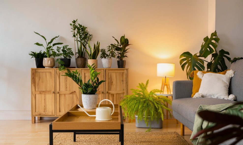 Mnogima se dogodi da biljke uvenu jer ih zaborave zaliti ili im jednostavno posvete premalo pažnje