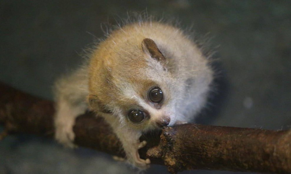 Patuljasti spori loris