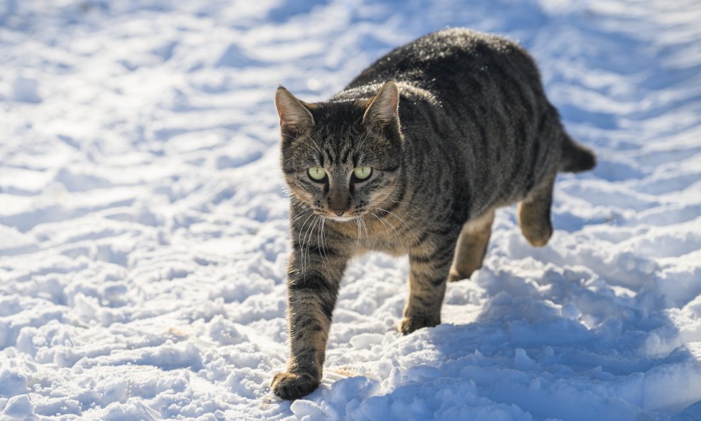 Ilustrativna fotografija