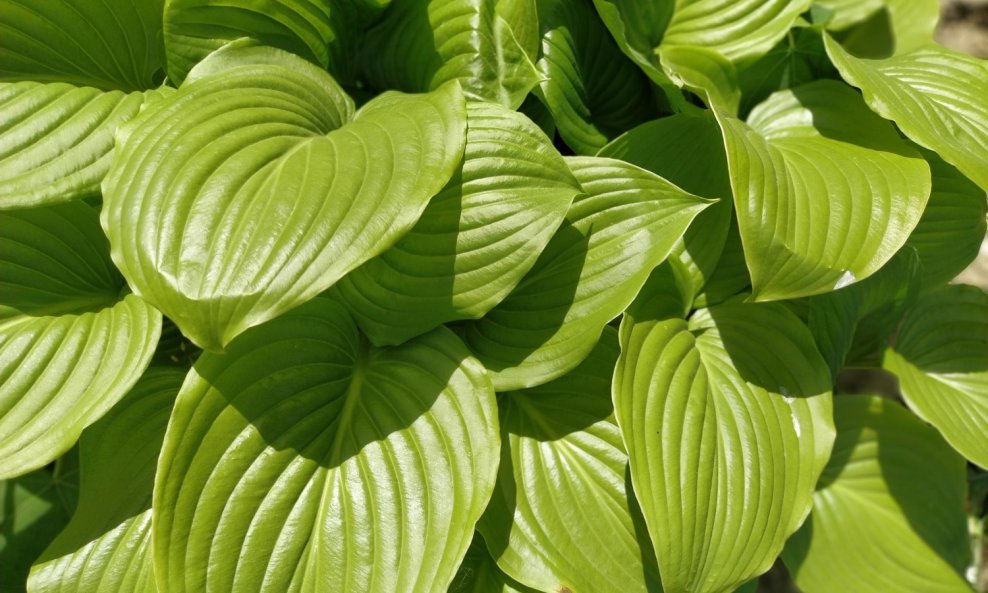 Hosta