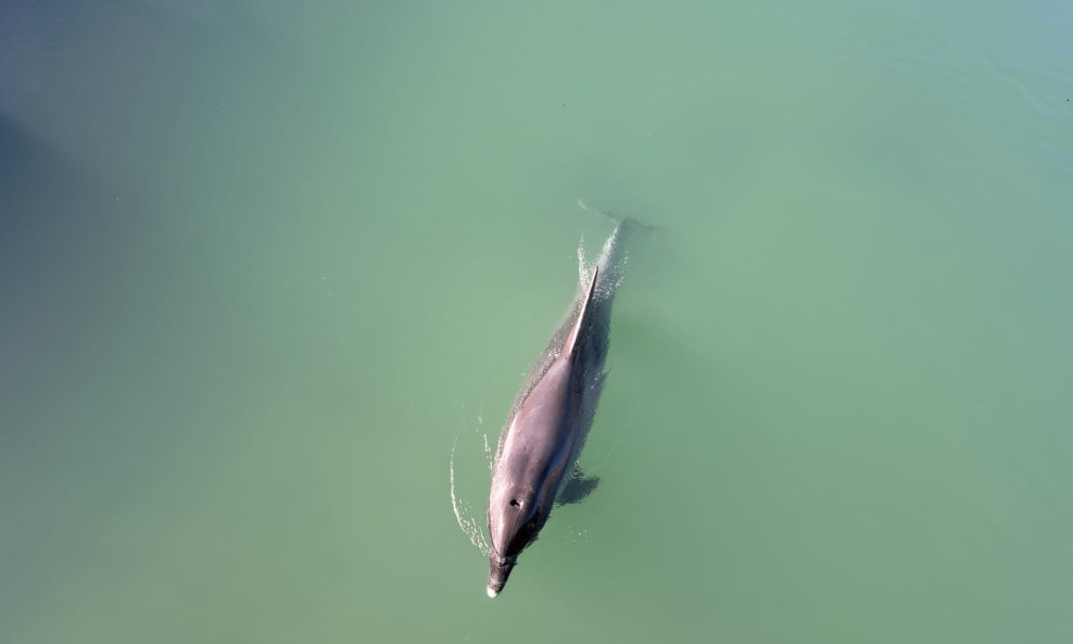 Dupin u rijeci Jadro kod Solina