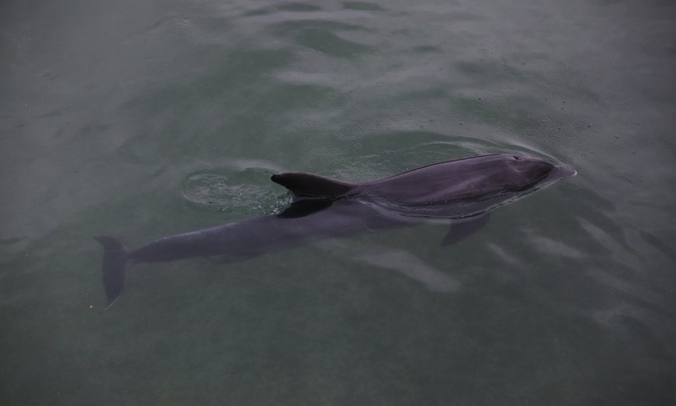 Dupin u rijeci Jadro rađa mladunče