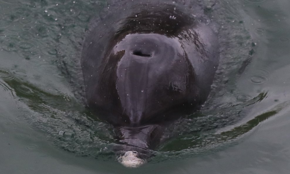 Dupin u rijeci Jadro rađa mladunče