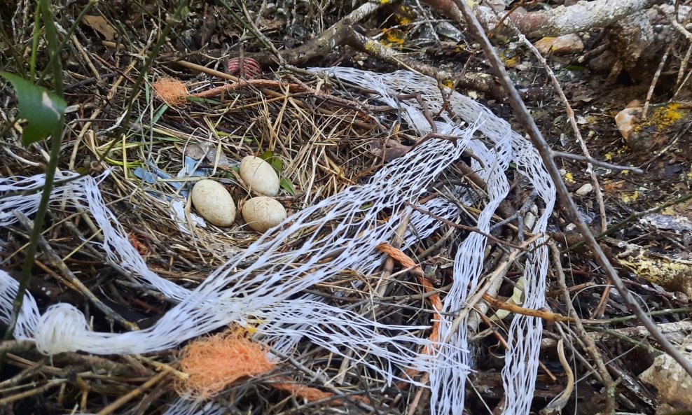 Morski vranci, istraživanje na Brijunima