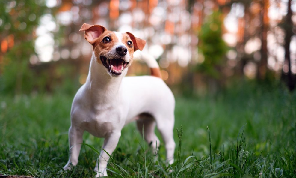 Jack Russell terijer