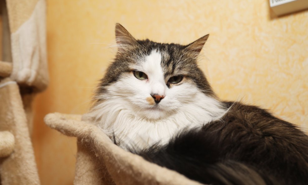 Mačak Miško iz riječke Gradske uprave