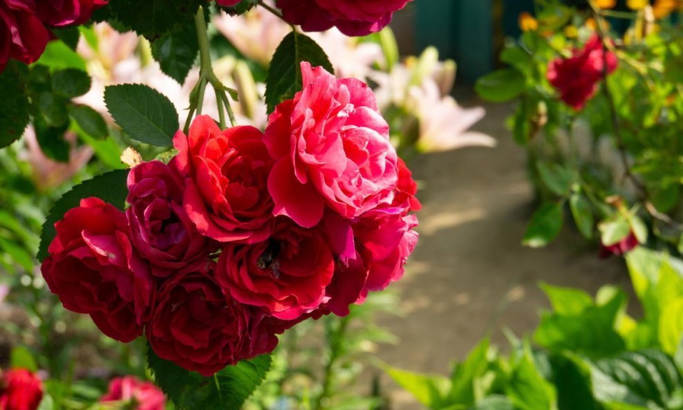 Ožujak je ključan za rast ruža