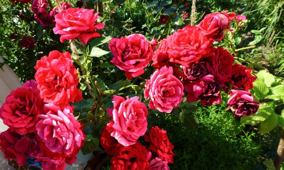 Ruže nemojte orezivati ako postoji rizik od mraza