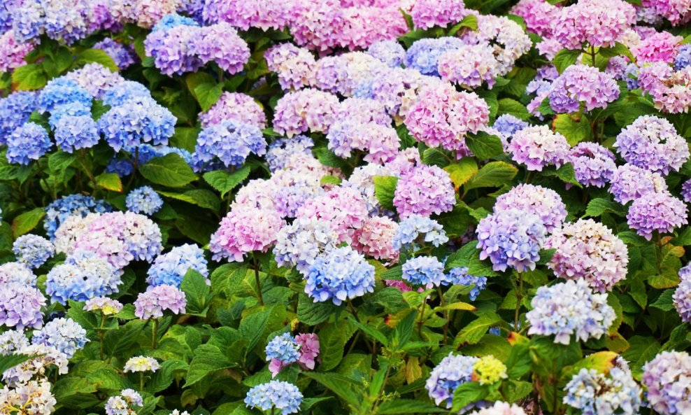 Travanj je mjesec u kojem se više isplati promatrati nego žuriti s orezivanjem hortenzija
