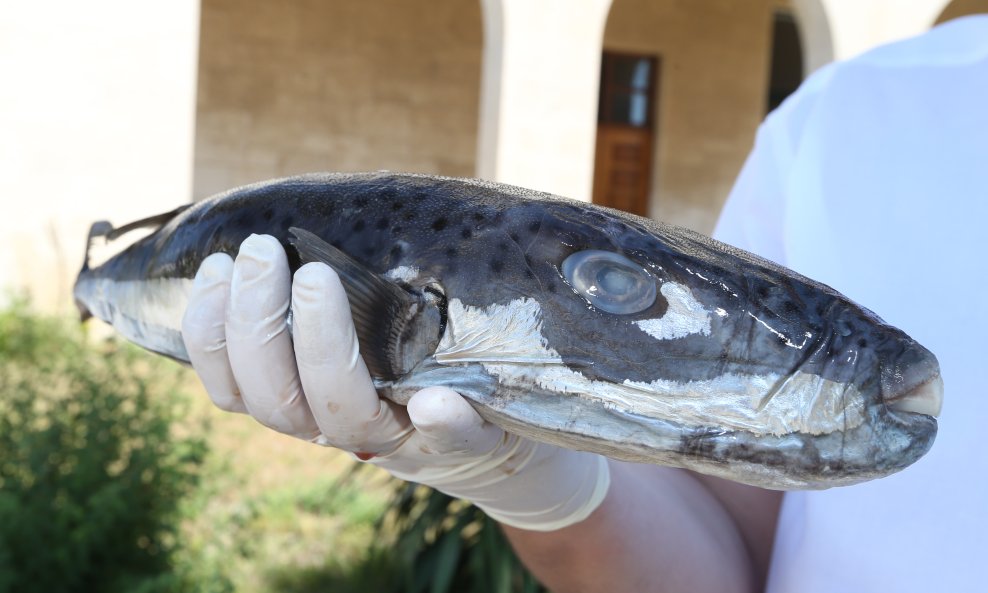 Srebrnopruga napuhača