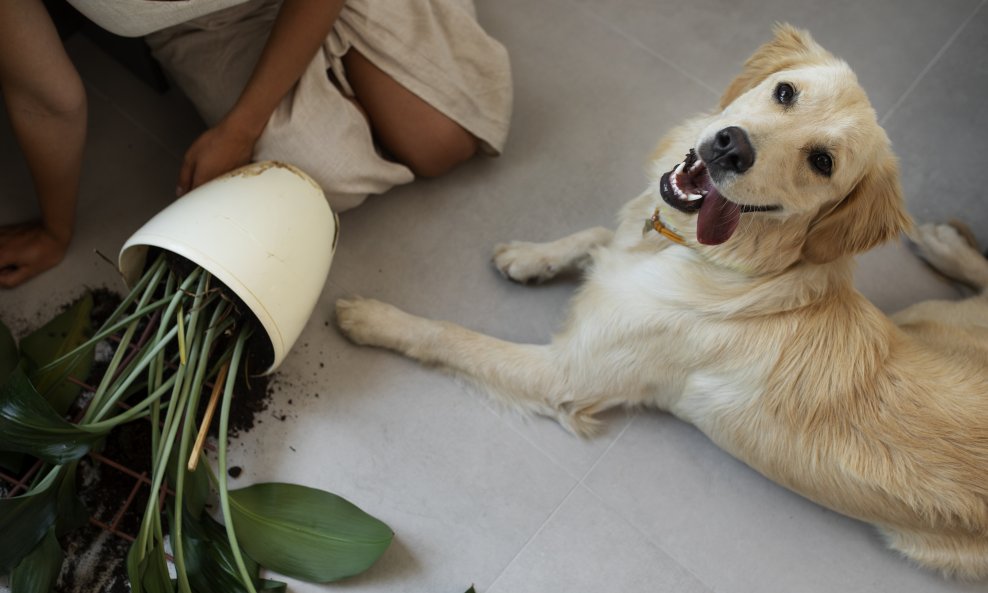 Kućni ljubimci i biljke