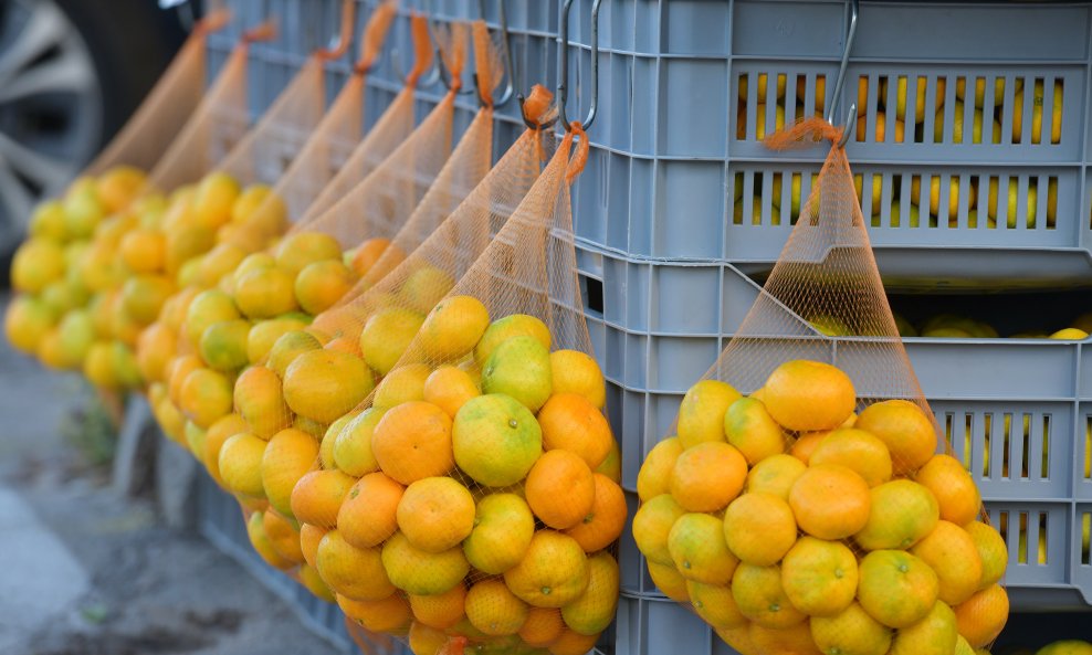 Voćna muha napada mandarine, zbog čega voćari trpe štetu - ilustracija