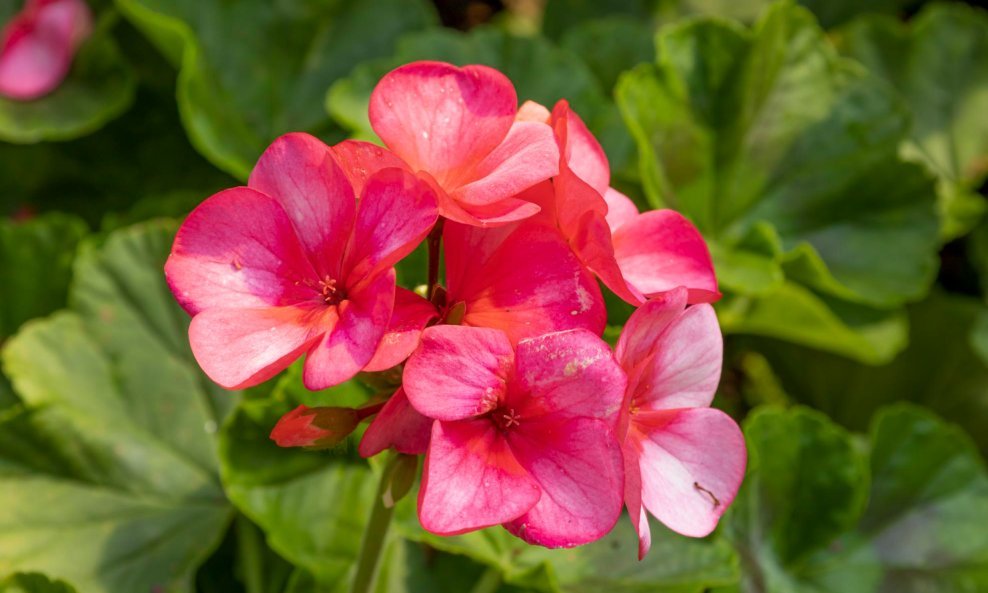 Pelargonije