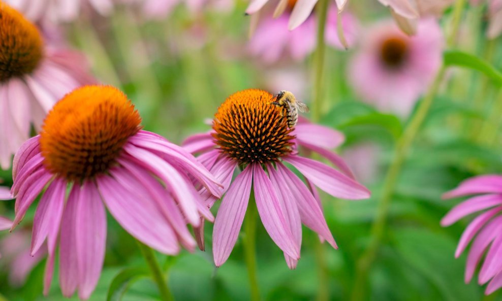 Ehinaceja oduševljava divnim cvjetovima, a nije zahtjevna za uzgoj