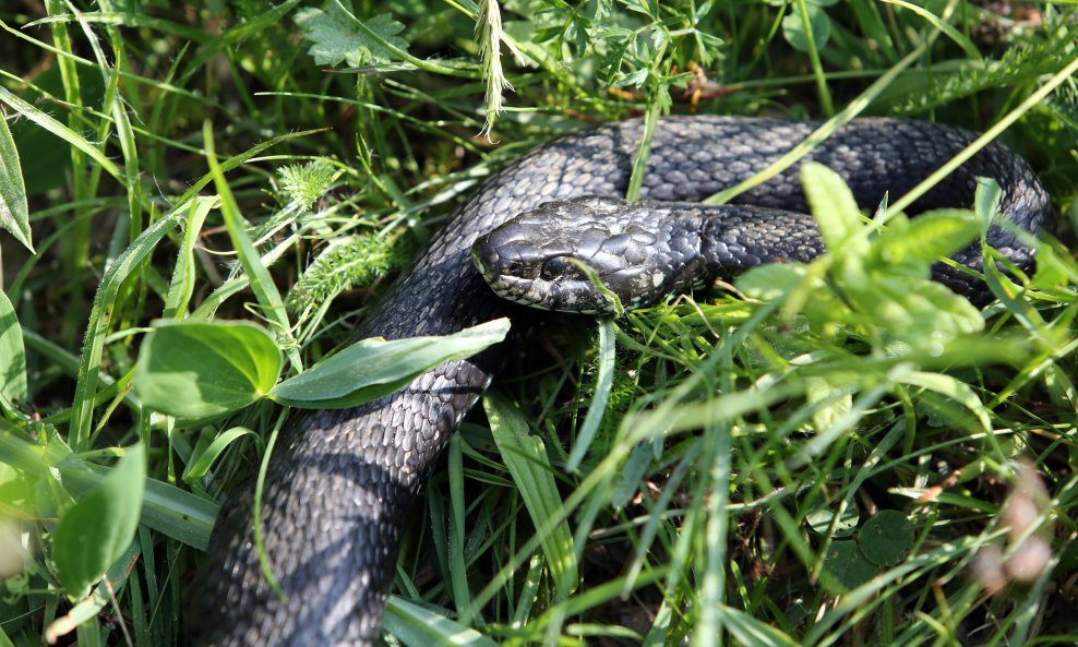 Sve zmije u Hrvatskoj zakonom su zaštićene i imaju važnu ulogu u ekosustavu