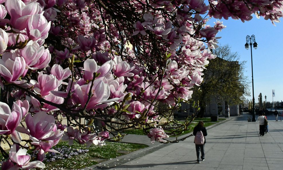 Procvjetala magnolija