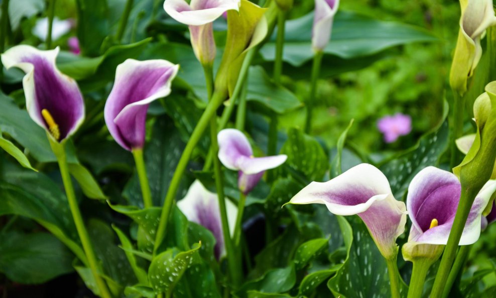 Cvijet kale odlikuje poseban oblik