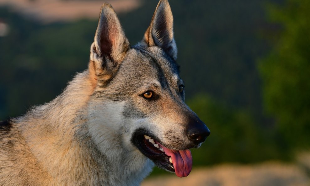 Čehoslovački vučjak