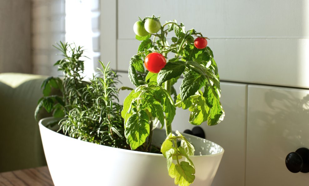 Proljeće je idealno vrijeme za početak uzgoja rajčica