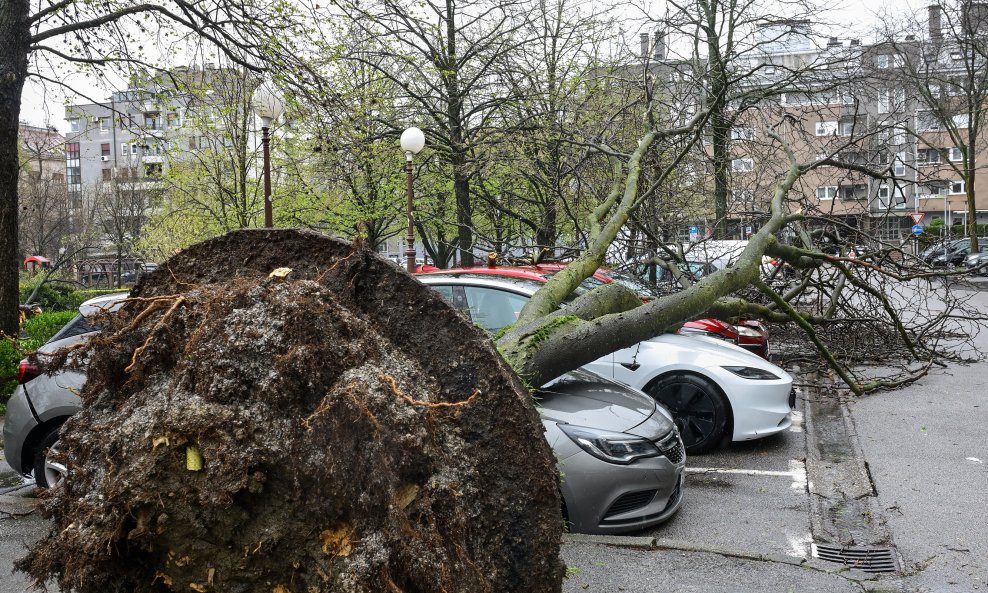 Zagreb: Olujni vjetar iščupao stablo u Ulici Bartola Kašića koje je palo na parkirane automobile