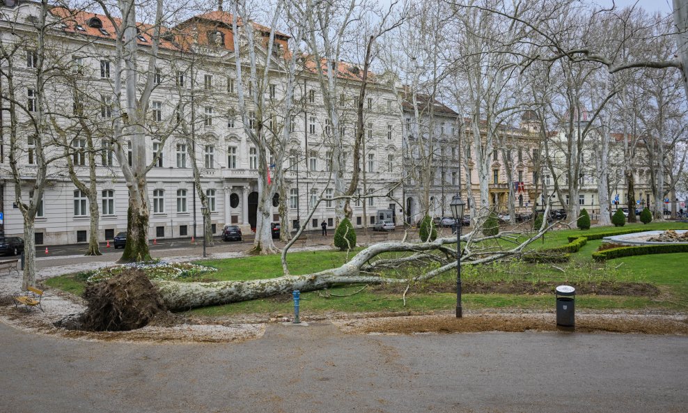 Srušena platana na Zrinjevcu