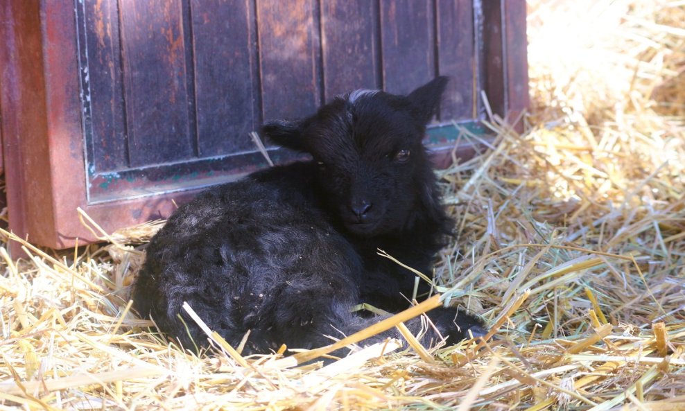 Točkica je nova zvijezda ZOO-a