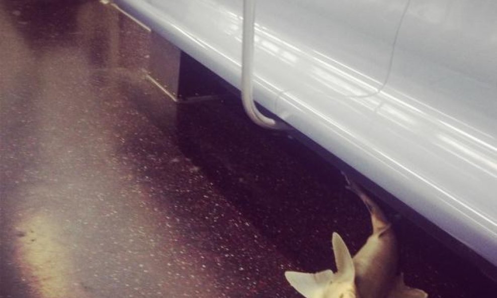 Morski pas u njujorškoj podzemnoj željeznici