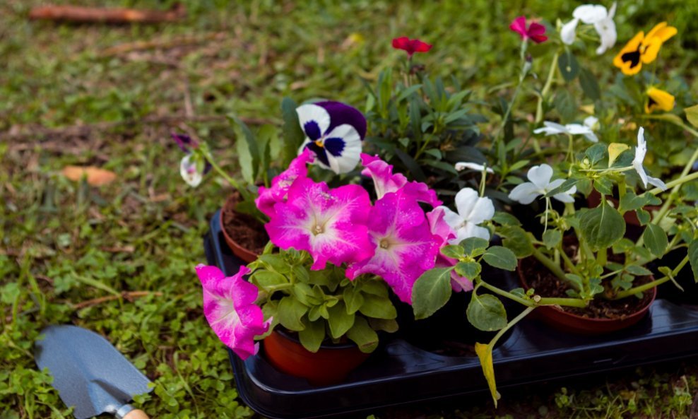 Trava u cvjetnim gredicama? Postoji rješenje