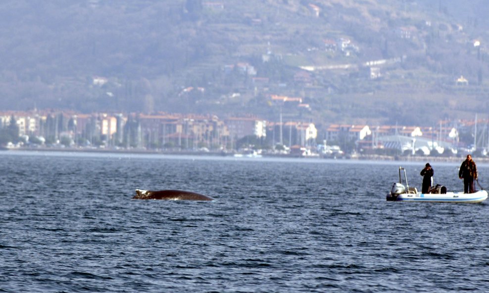 Kitopsina, ilustracija