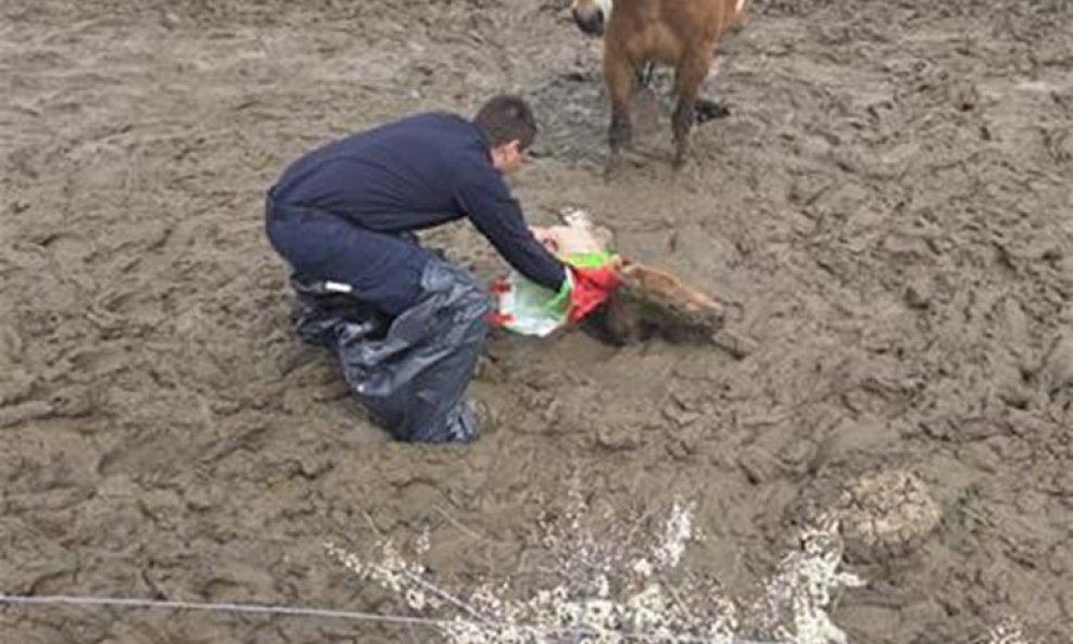 Policajci iz Perušića spasili su ždrijebe iz dubokog blata