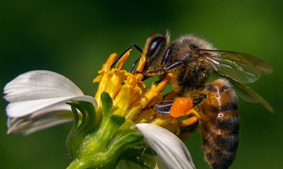 Pčela - ilustracija