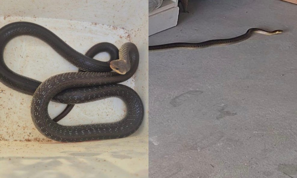 Neotrovna zmija bjelica zalutala u garažu u zagrebačkom naselju Đurđekovac
