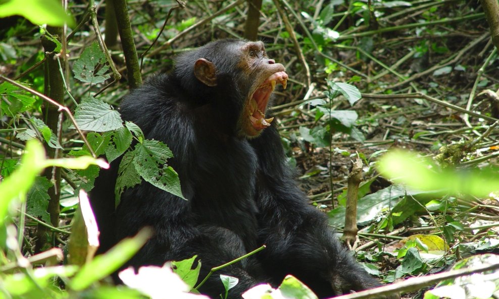 Čimpanza - ilustracija