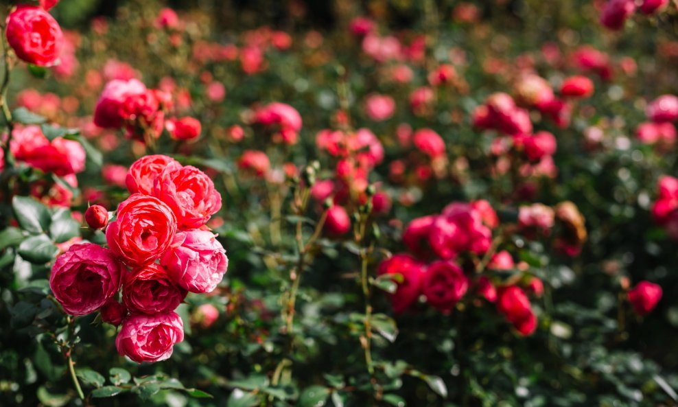 Znate li ovaj vrtni trik za raskošnije ruže?