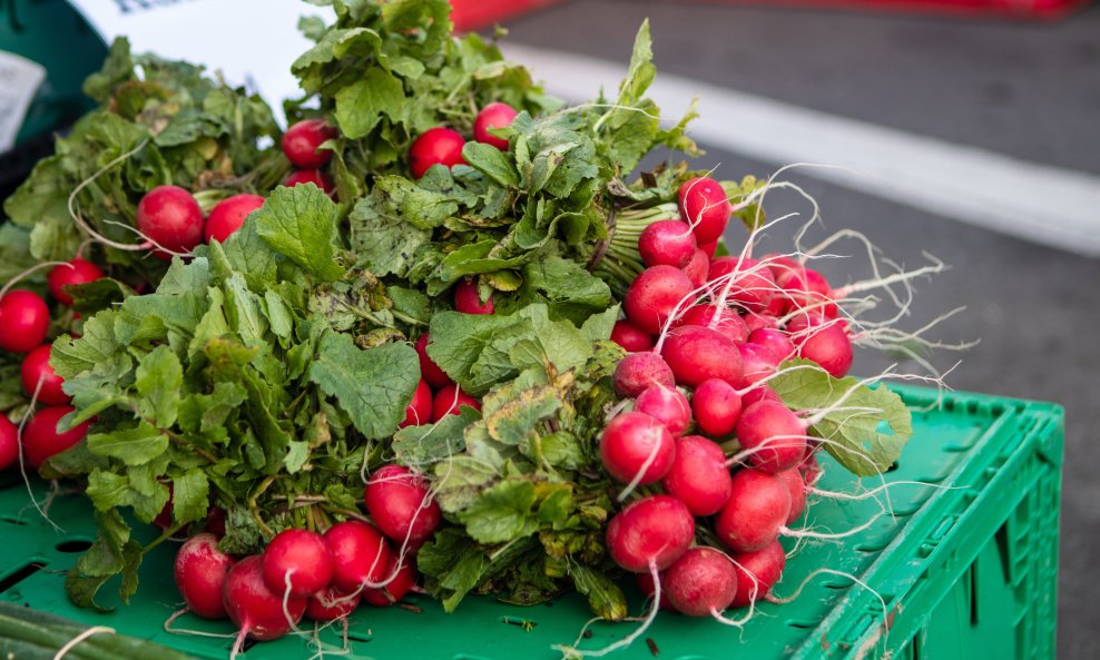 Rotkvice - ilustracija