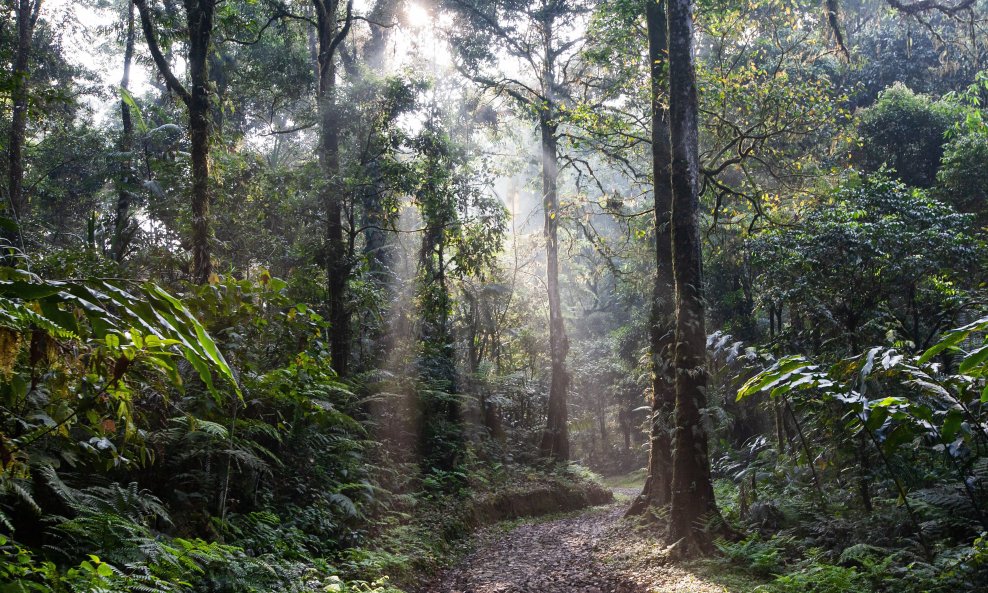 Prašuma - Ilustracija