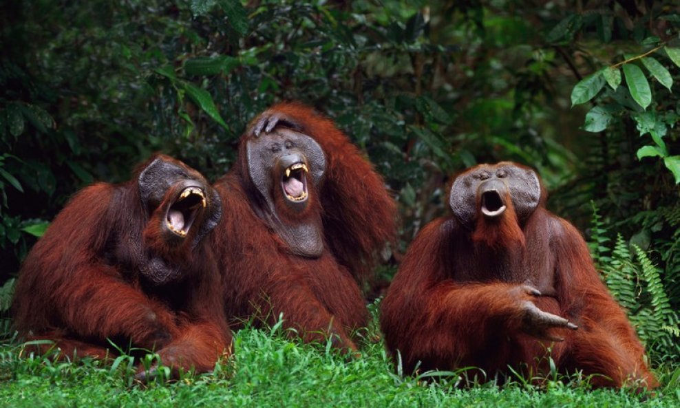 orangutani majmuni