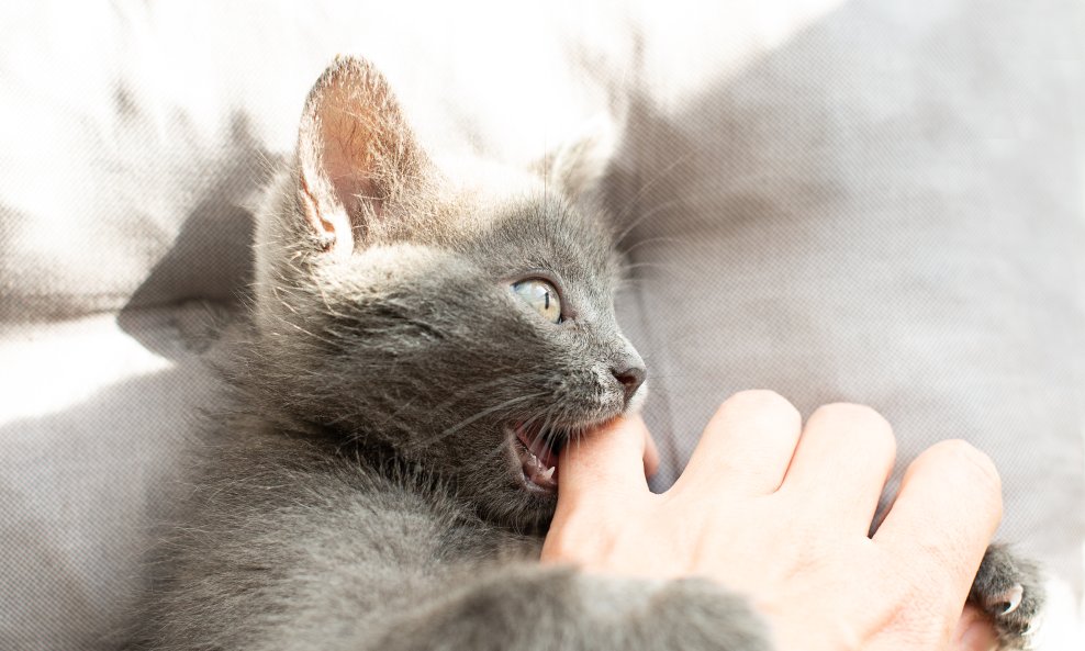 Mačke se mogu naučiti prestati gristi, bez obzira na dob