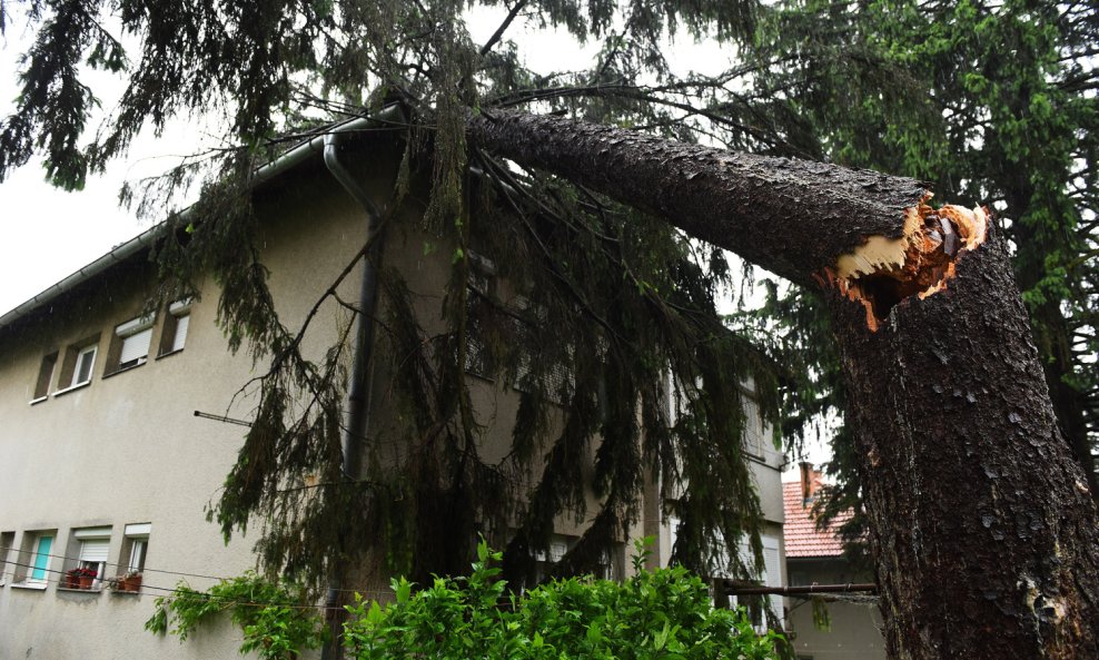 Nevrijeme u Karlovcu srušilo je stablo na kuću