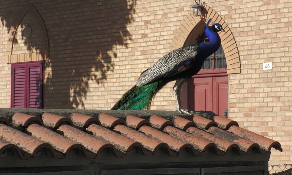 Paunovi u Punta Marini