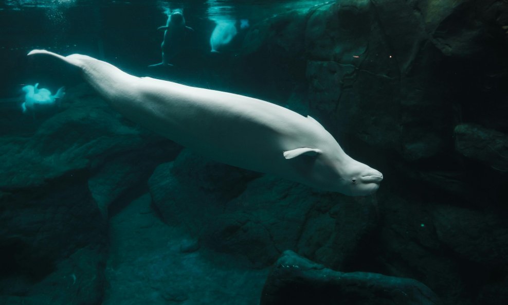Beluga
