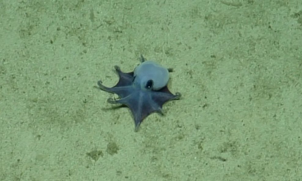 Microeledone galapagensis