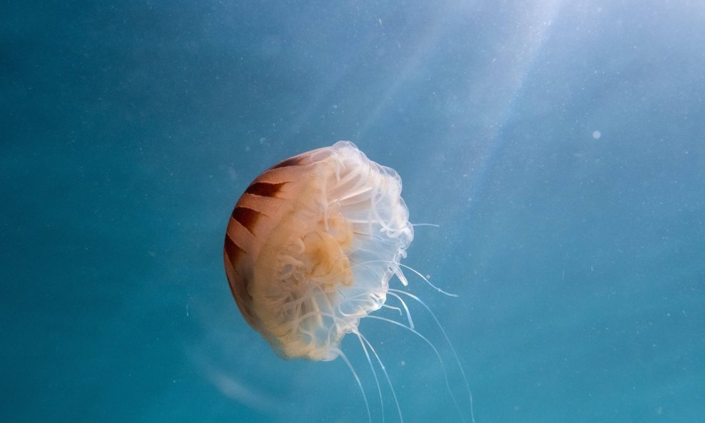 Kompas meduza