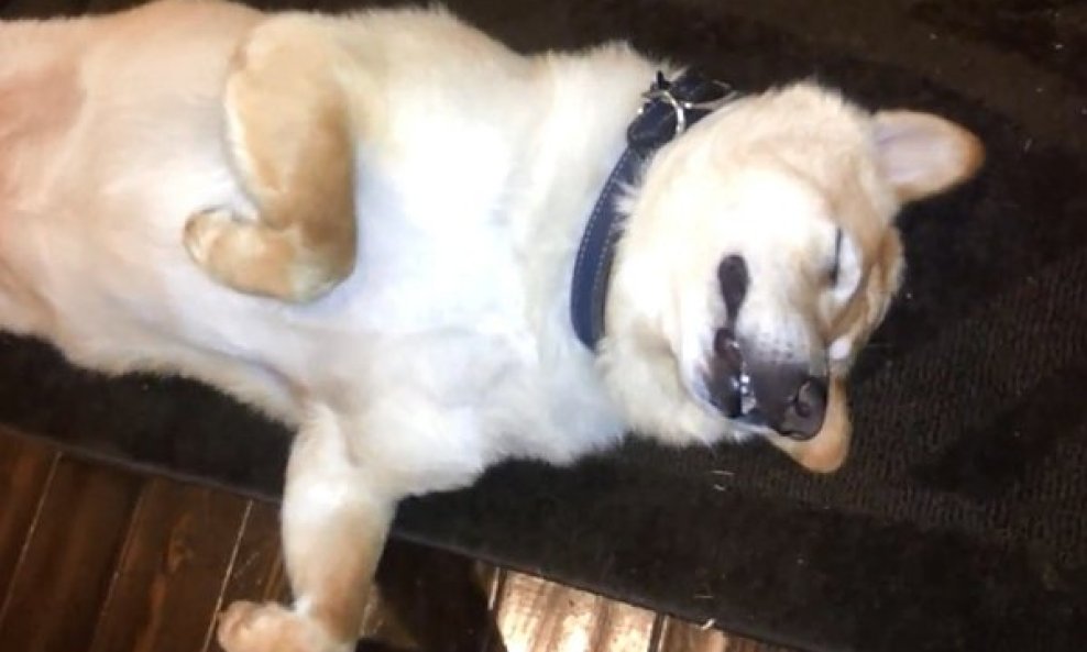 Upoznajte psa koji hrče dok svira uspavanka