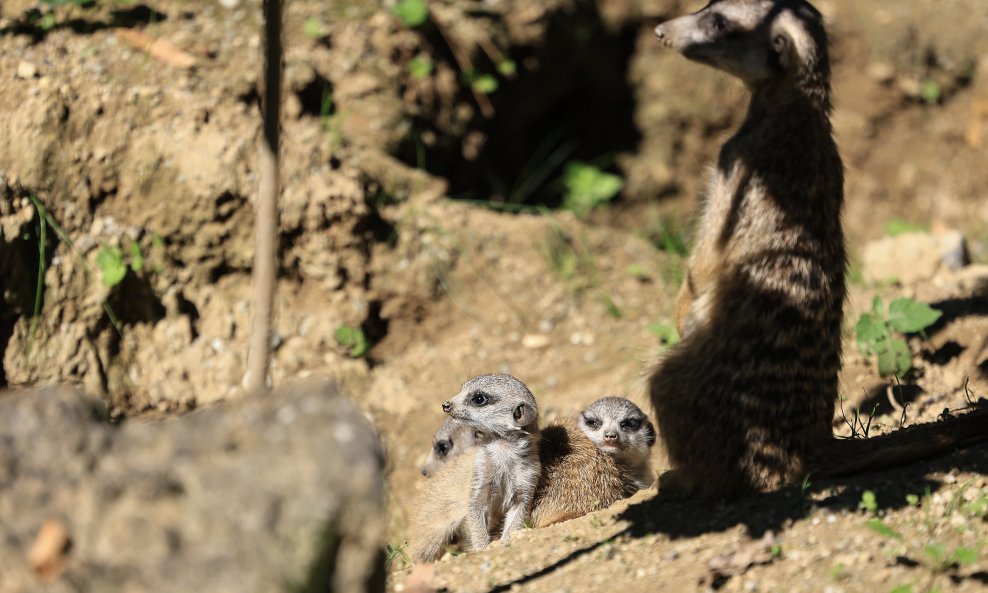 ZOO Zagreb