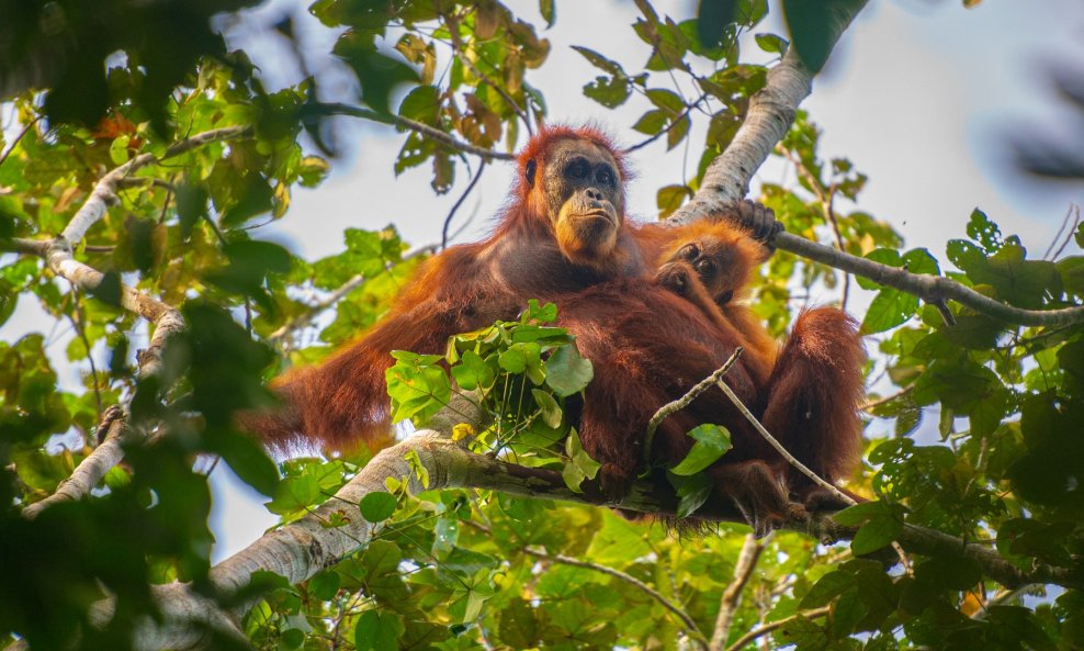 Orangutan tapanuli