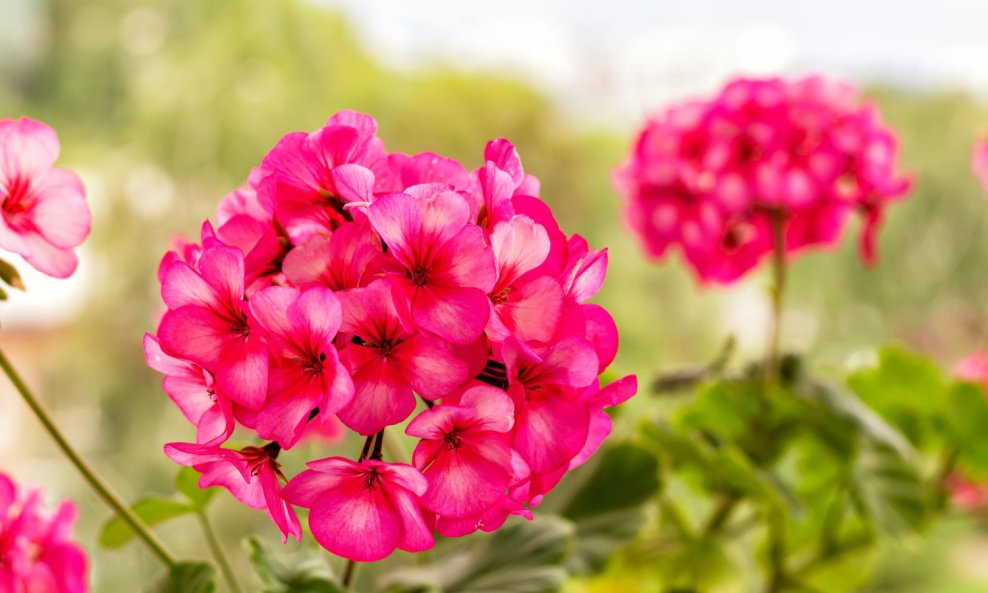 Pelargonije