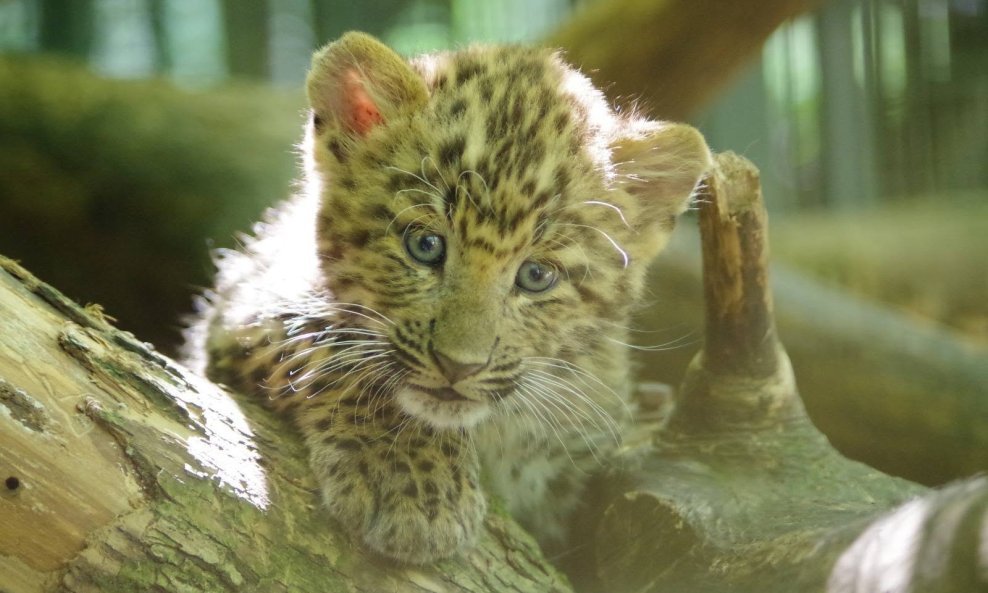 Mladunci kineskog leoparda u Zagreb ZOO