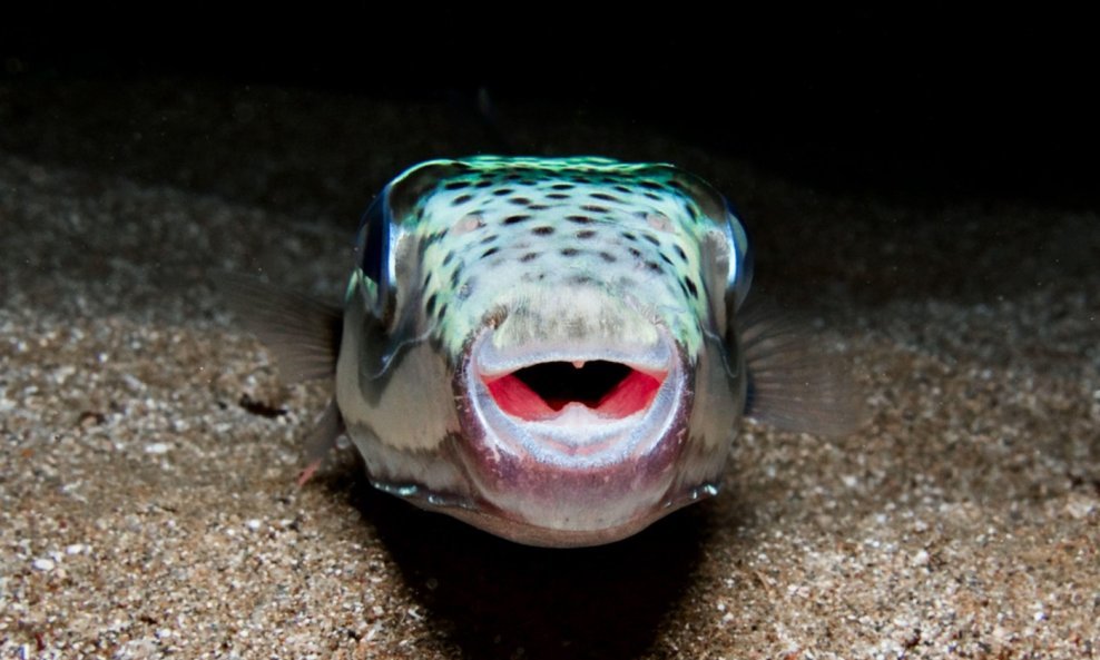 Srebrnopruga napuhača