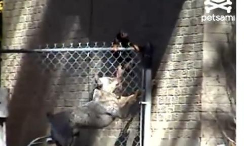 Pas pomaže svom kolegi da pobjegne iz zatvora!